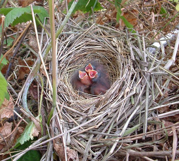 El miedo reduce el número de crías en los gorriones