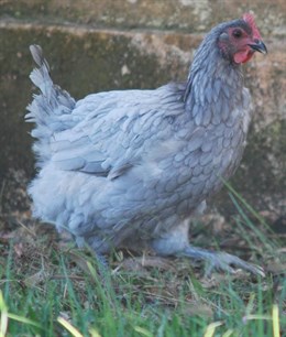 La gallina extremeña azul ya forma parte del Catálogo Oficial de Razas de Ganado de España