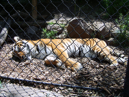 Proyecto Gran Simio pregunta sobre la muerte de tres tigres en el Parque de los Cocodrilos