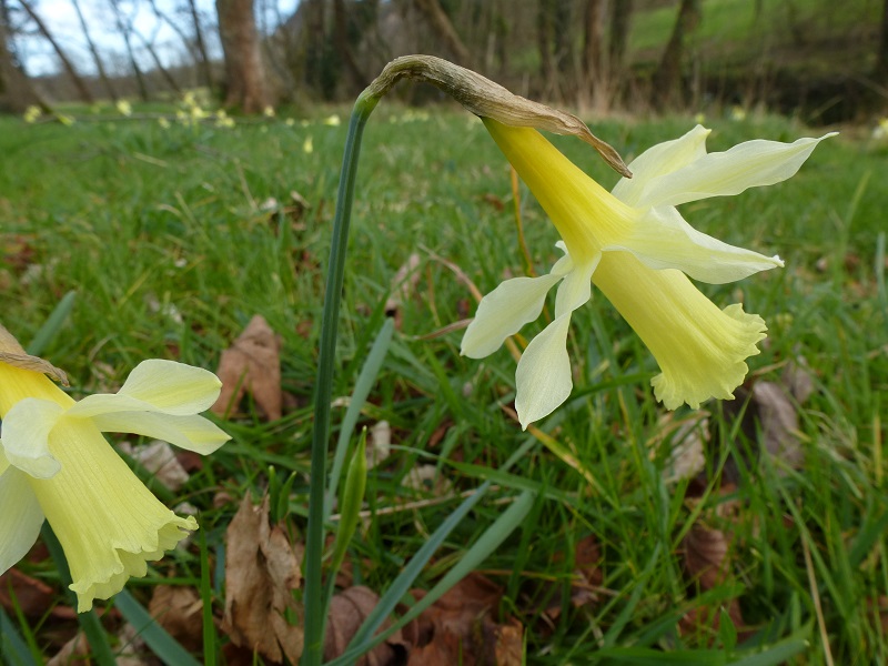 Los narcisos de Asturias están amenazados en plena floración