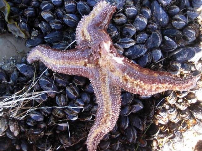 Desde Alaska a la Baja California