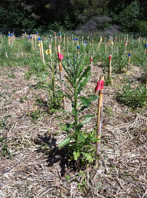 Los cambios en el clima aceleran la evolución de una planta invasora
