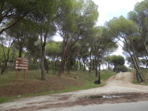 En Madrid fumigan con un insecticida cancerígeno