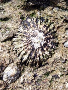 La CE financia con 1