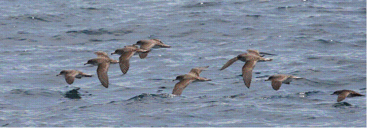 Qué valores biológicos están en juego por la búsqueda de petróleo en Canarias