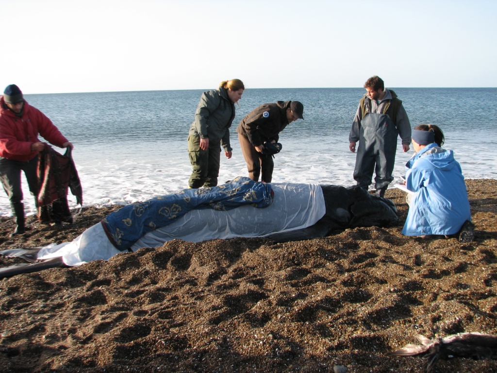 Falleció una cría de Ballena franca austral varada en El Doradillo