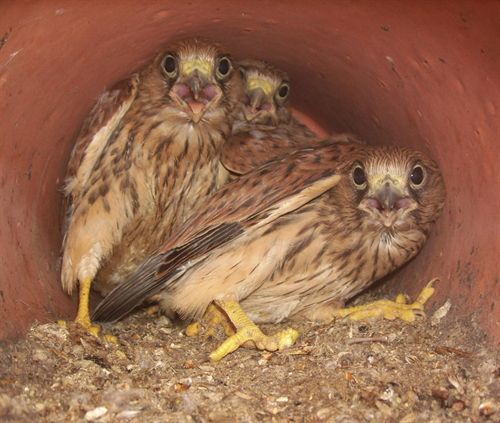 Un total de 40 cernícalos primilla de Extremadura participará en un proyecto de cría en cautividad en Bulgaria