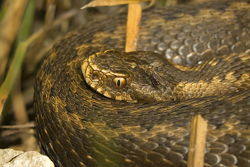 Destruido mayor acervo víboras de Brasil