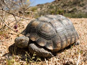 Tortoises no longer slowing construction on Ivanpah Solar project