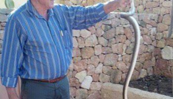 Capturadas en un mes 60 serpientes en Ibiza y 84 en Formentera tras reactivarse la campaña del Govern