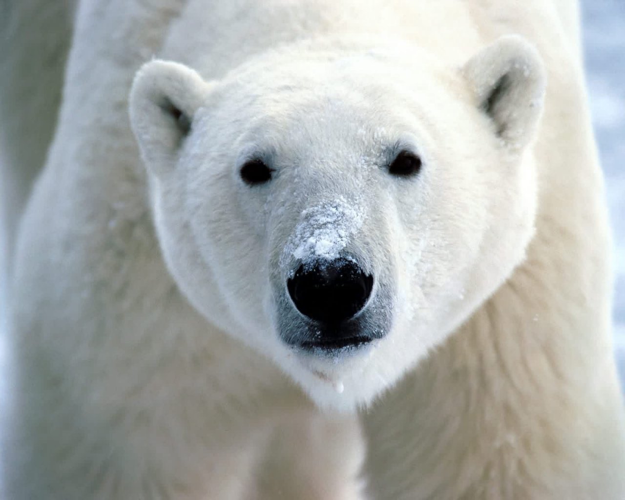 WWF  y Canon se unen en la lucha para salvar al oso polar