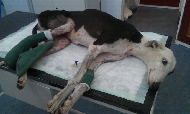 Reforman el código penal en caso de abandono y maltrato de animales