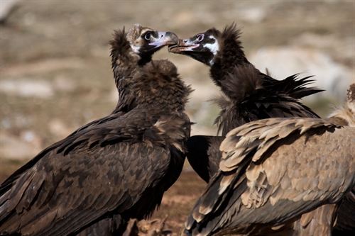 El Pirineo de Lleida acoge a 24 buitres negros