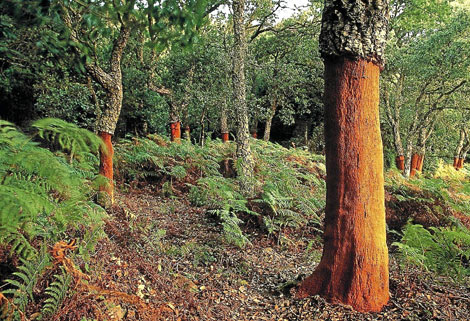 La primera suberoteca andaluza contiene 68.000 muestras de corcho de toda la comunidad