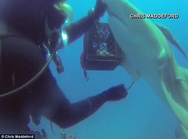 El tiburón lesionado que pide ayuda a un buceador (ver VIDEO)