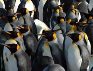 Nueva Zelanda. Los pingüinos al borde del abismo