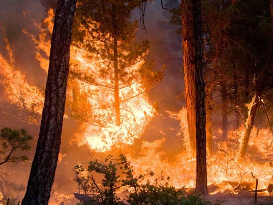 El riesgo de incendios forestales será muy elevado este verano en Extremadura por la acumulación de pastos
