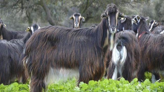 Todo el mundo se hace el ‘sueco’ con las cabras asilvestradas de Gran Canaria