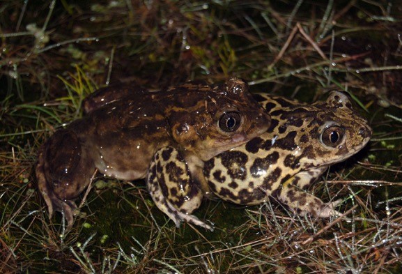 Doñana y sus científicos siguen sorprendiéndonos