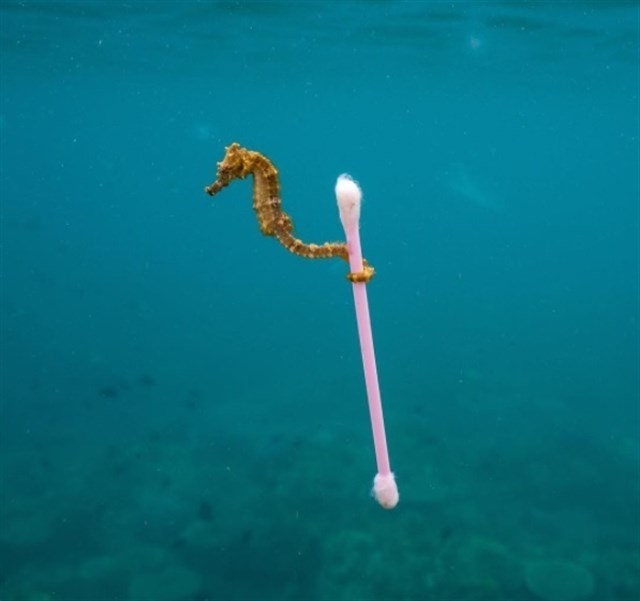 La fotografía de uno de los finalistas del Wildlife 2017 se hace viral por una (importante) reflexión