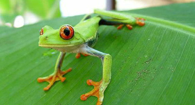 Fundación FAADA. Viaje a Costa Rica en el marco de la campaña de Turismo Responsable con los animales r