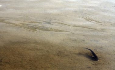 El Ayuntamiento de A Coruña exige a Medio Ambiente el tratamiento y extracción de lodos en la Ría de O Burgo