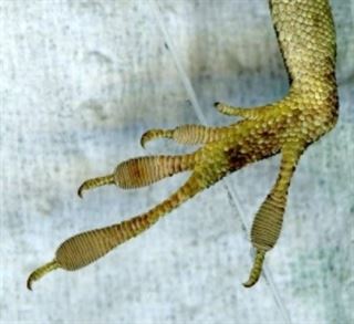 Lagartos de Florida registran cambios evolutivos en solo 15 años