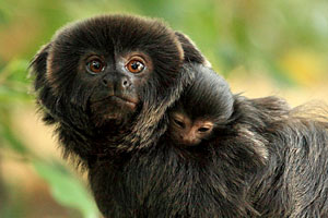 Perú: salvar la selva de Alto Purús