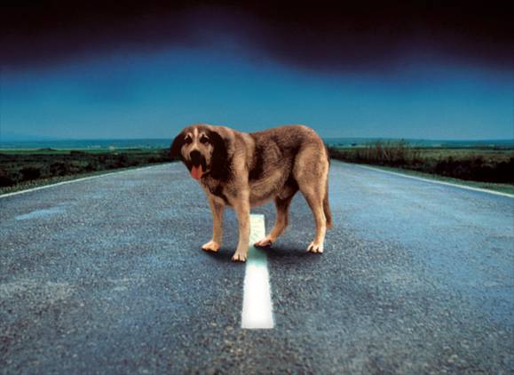 100.00 perros y 33.000 gatos ‘abandonados’ en 2013