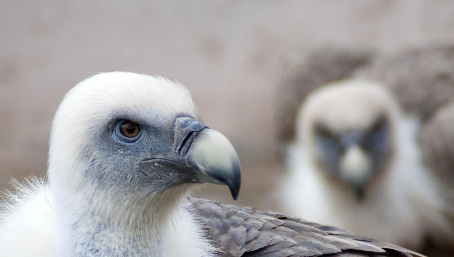 Transporte de 25 Buitres leonados desde Extremadura (España) a Cerdeña (Italia)