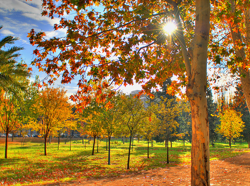 La Asociación Forestal quiere líneas de apoyo