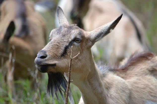 La actividad silvopastoril en montes públicos ‘vital’ para evitar incendios forestales
