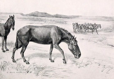 Dieta y hábitat de los mamíferos sudamericanos del cuaternario al descubierto