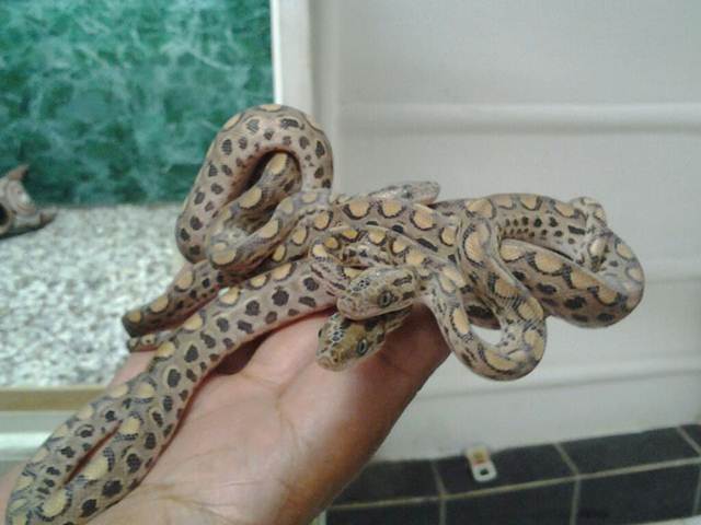 Nacen en el Zoobotánico de Jerez dos crías de boas cubanas