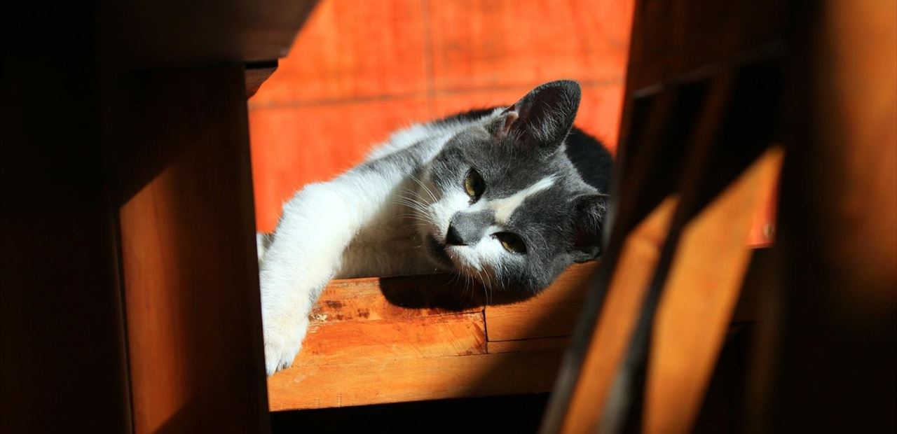 Tu gato desaparece por la noche