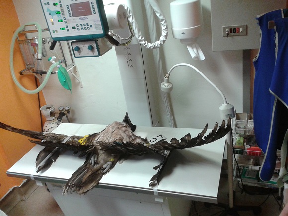 Los informes realizados tras la necropsia del ejemplar de quebrantahuesos Chloe no determinan la causa exacta de la muerte.