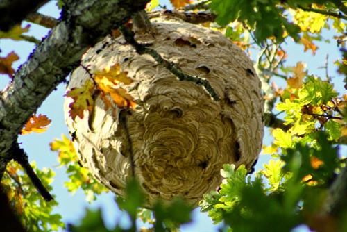 Cantabria reclama un plan ‘contundente’ contra la avispa asiática