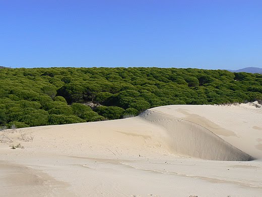 Andalucía ha perdido en 50 años más de una tercera parte de sus espacios dunares