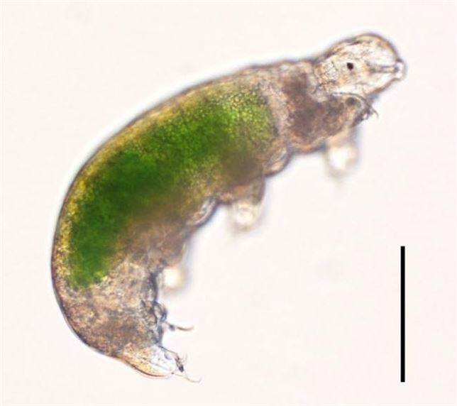 Microbios antárticos ‘resucitan’ tras pasar 30 años congelados