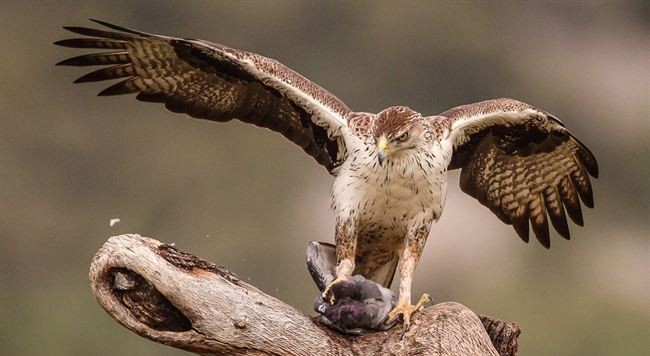 El águila perdicera se consolida en Extremadura