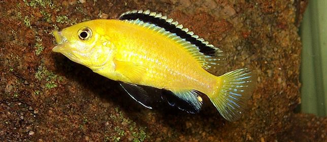 ‘Tienes menos memoria que un pez’