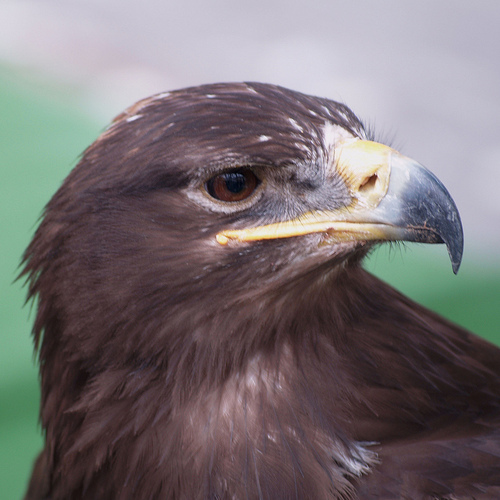 El Programa de Conservación del Águila Imperial Ibérica Alzando el Vuelo lanza la Red de Escuelas por dicho animal