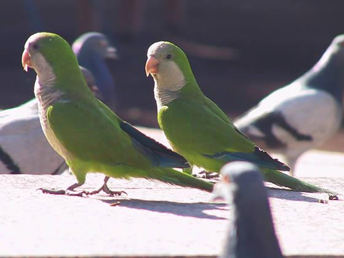 Arranca el primer censo nacional de cotorras