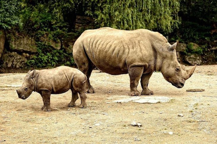 Día Mundial del Rinoceronte 2023