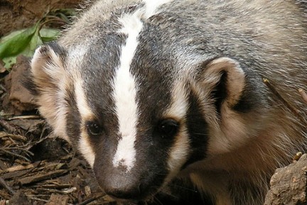 Sevilla. Condenado por cazar perros y tejones usando lazos prohibidos hechos con acero en un coto de Morón