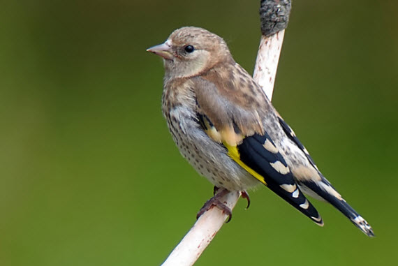 Recuperadas 200 aves fringílidas capturadas ilegalmente (Valencia)