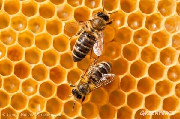 Mortandad ‘intolerable’ de abejas en Murcia