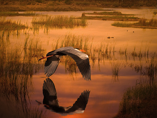 El plan para conservar y proteger la biodiversidad en España