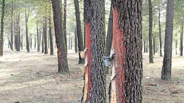 La sequía ‘planea’ sobre todos los bosques del planeta