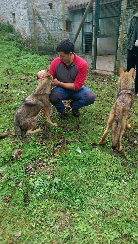 El ‘problemón’ de los lobos de Asturias